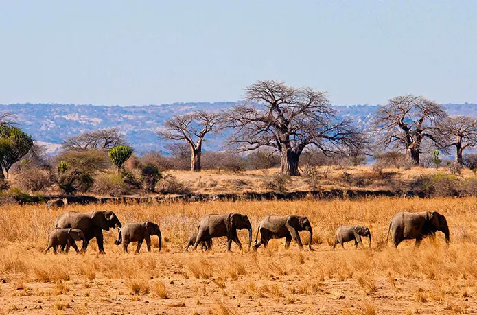 Day 5: Full Day in Serengeti