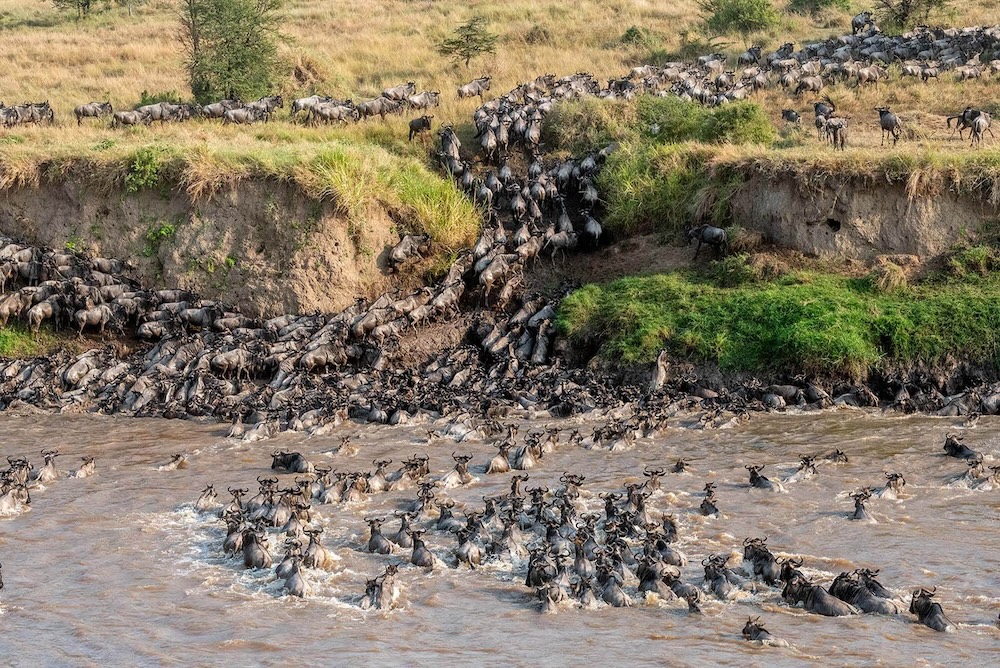 Day 6 & 7: Game Drives in Northern Serengeti